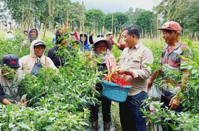 Wagub Steven Kandouw Panen Cabai dengan Petani di Taraitak Langowan